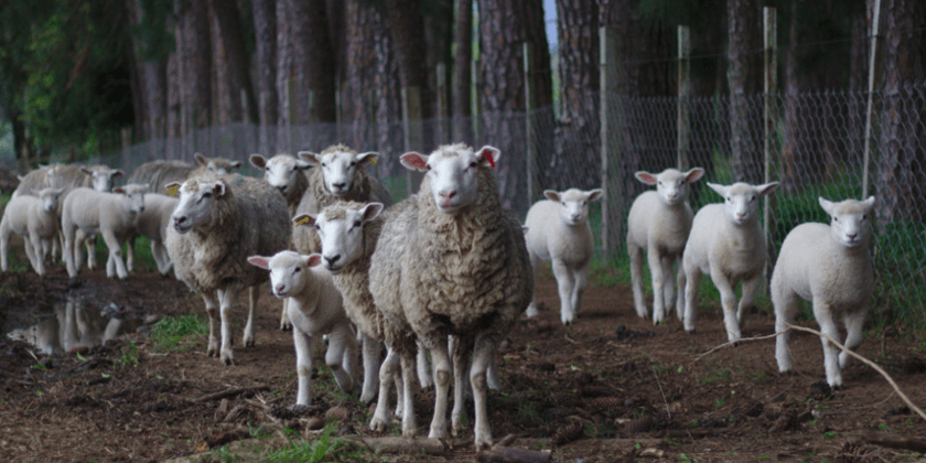 Co musisz wiedzieć o transporcie bydła i owiec?